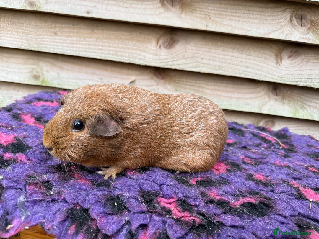 Guinea Pig rodents for sale: Female guinea pigs forsale  - Advert 3