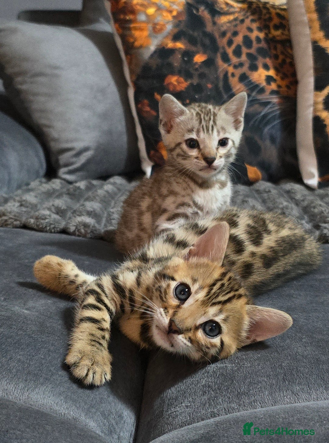 Bengal cats for sale: TICA Champion 2 boys available for reservation! - Advert 2