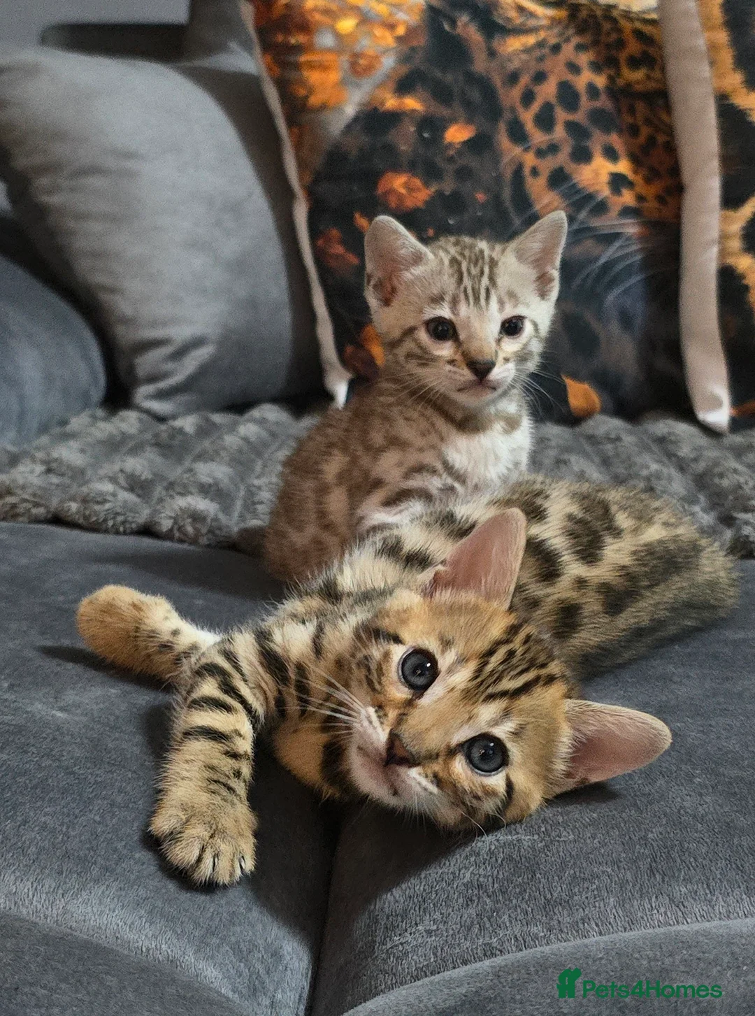 Bengal cats for sale: Waiting list open for kittens 2026-expecting 27.01 - Advert 8