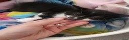 Mixed Breed cats for sale: 2 new born kittens in Enfield - Advert 10