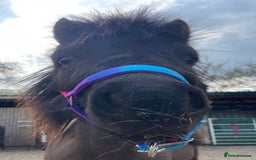 Shetland pony horses for sale: Rising 3 year old Stallion Miniature Shetland  - Image 4