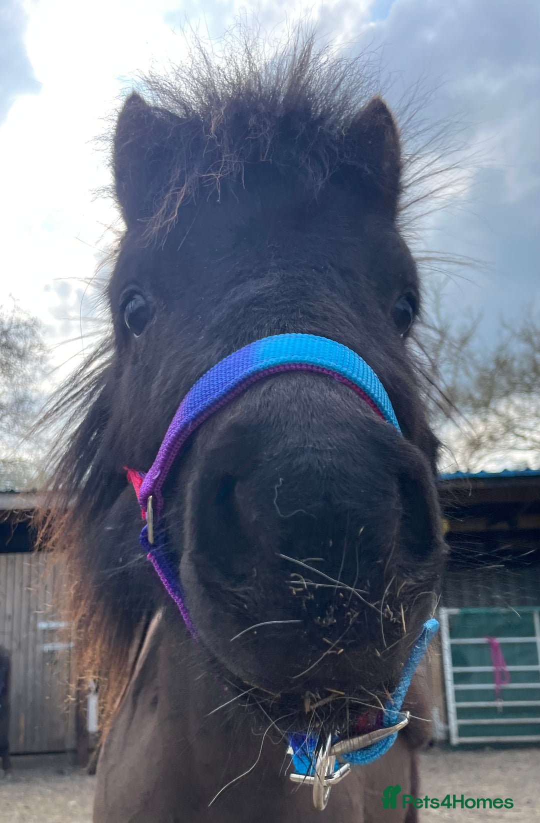 Shetland pony horses for sale: Rising 3 year old Stallion Miniature Shetland  - Image 4