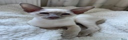 Siamese cats for sale: 2 GCCF Siamese Kittens Available - Advert 7