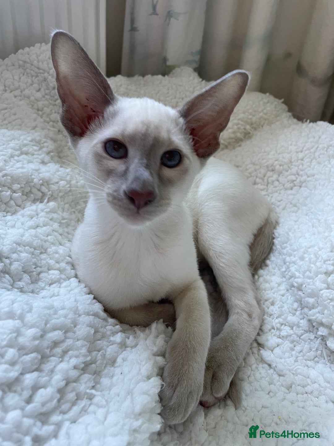 Siamese cats for sale: 2 GCCF Siamese Kittens Available - Advert 7