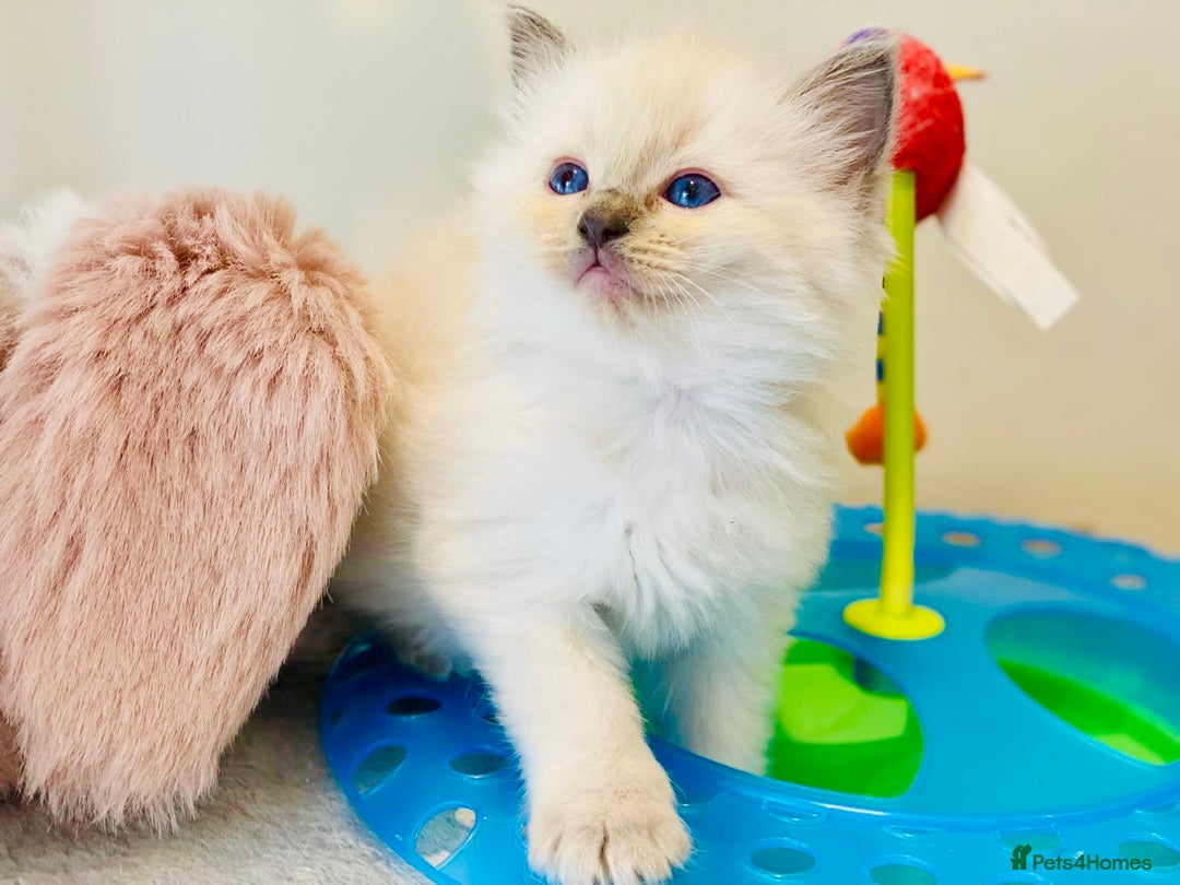 Ragdoll cats for sale: Pure Stunning Ragdoll Kittens - Advert 10