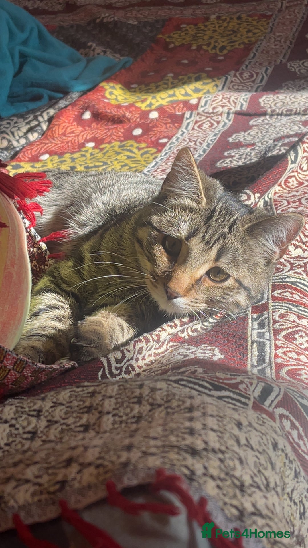 Mixed Breed cats for sale: Beautiful Tabby looking kitty - Advert 3