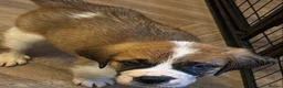 Saint Bernard dogs for sale: Last female saint Bernard  - Advert 2