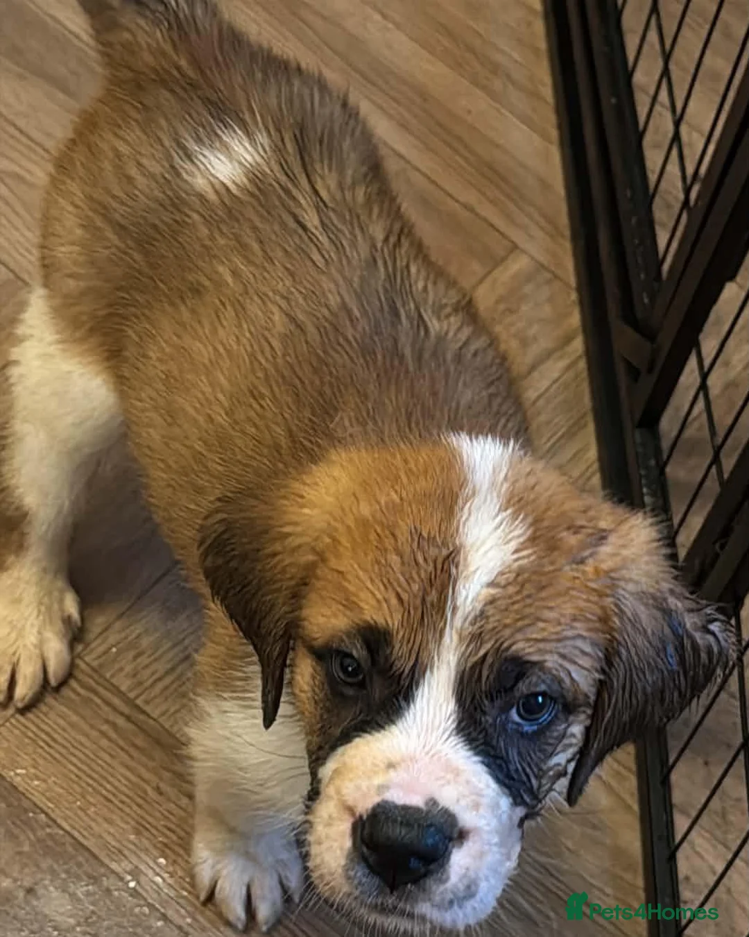 Saint Bernard dogs for sale: Last female saint Bernard  - Advert 2