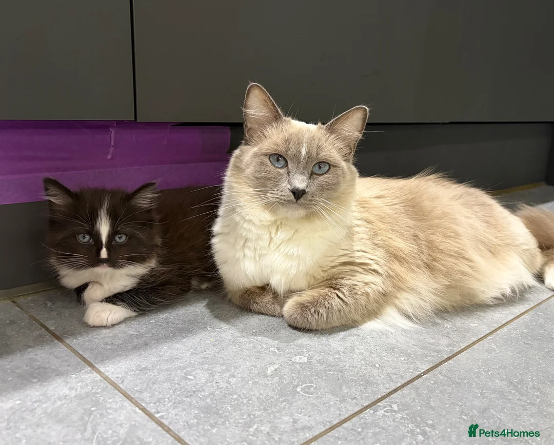 Ragamese cats for sale: 2 lovely playful healthy Ragamese x kittens. Ace V in Wantage - Advert 1