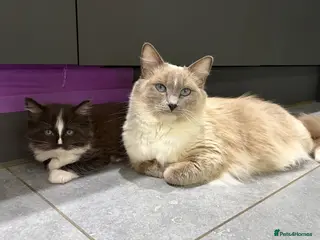 Ragamese cats 2 lovely playful healthy Ragamese x kittens. Ace V - Advert 2
