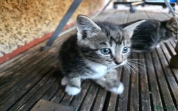 Mixed Breed cats for sale: Cute Kittens for sale (ASAP) - Image 14