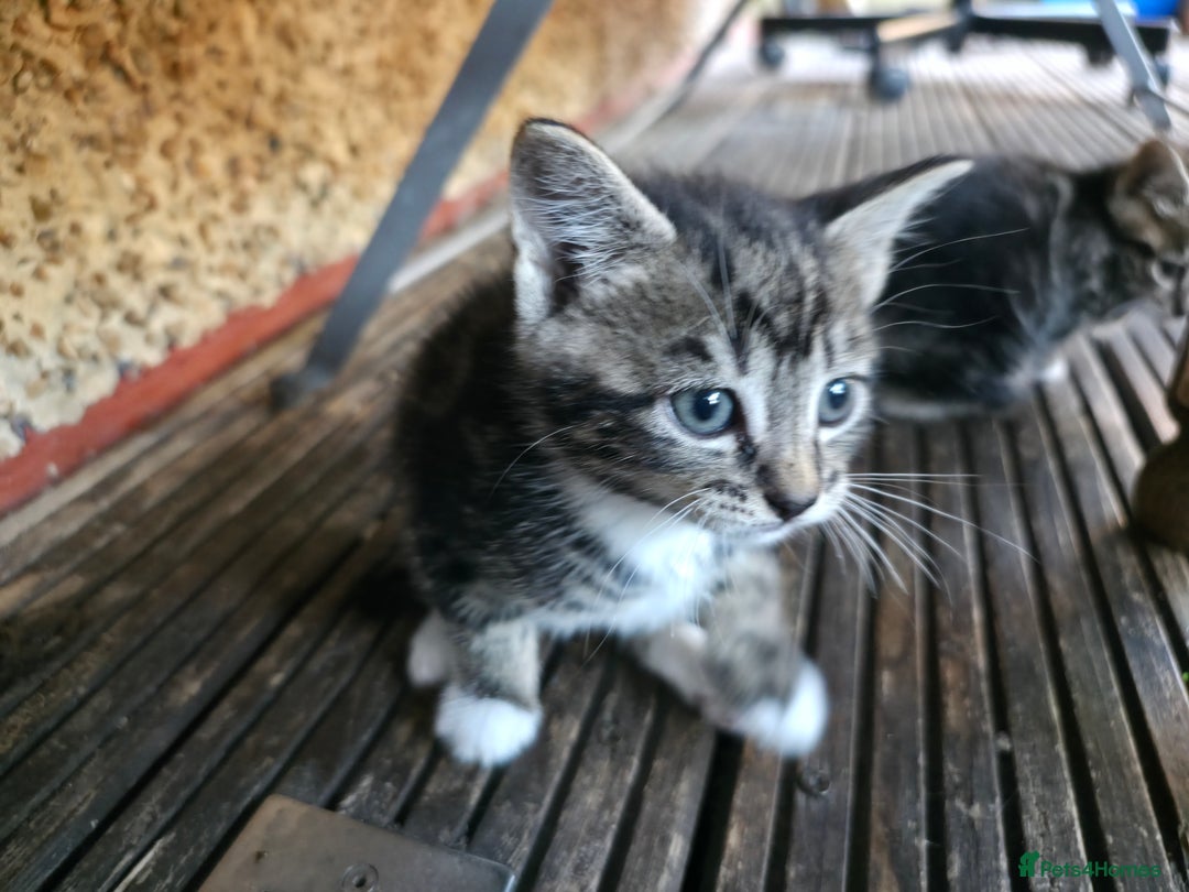 Mixed Breed cats for sale: Cute Kittens for sale (ASAP) - Image 14