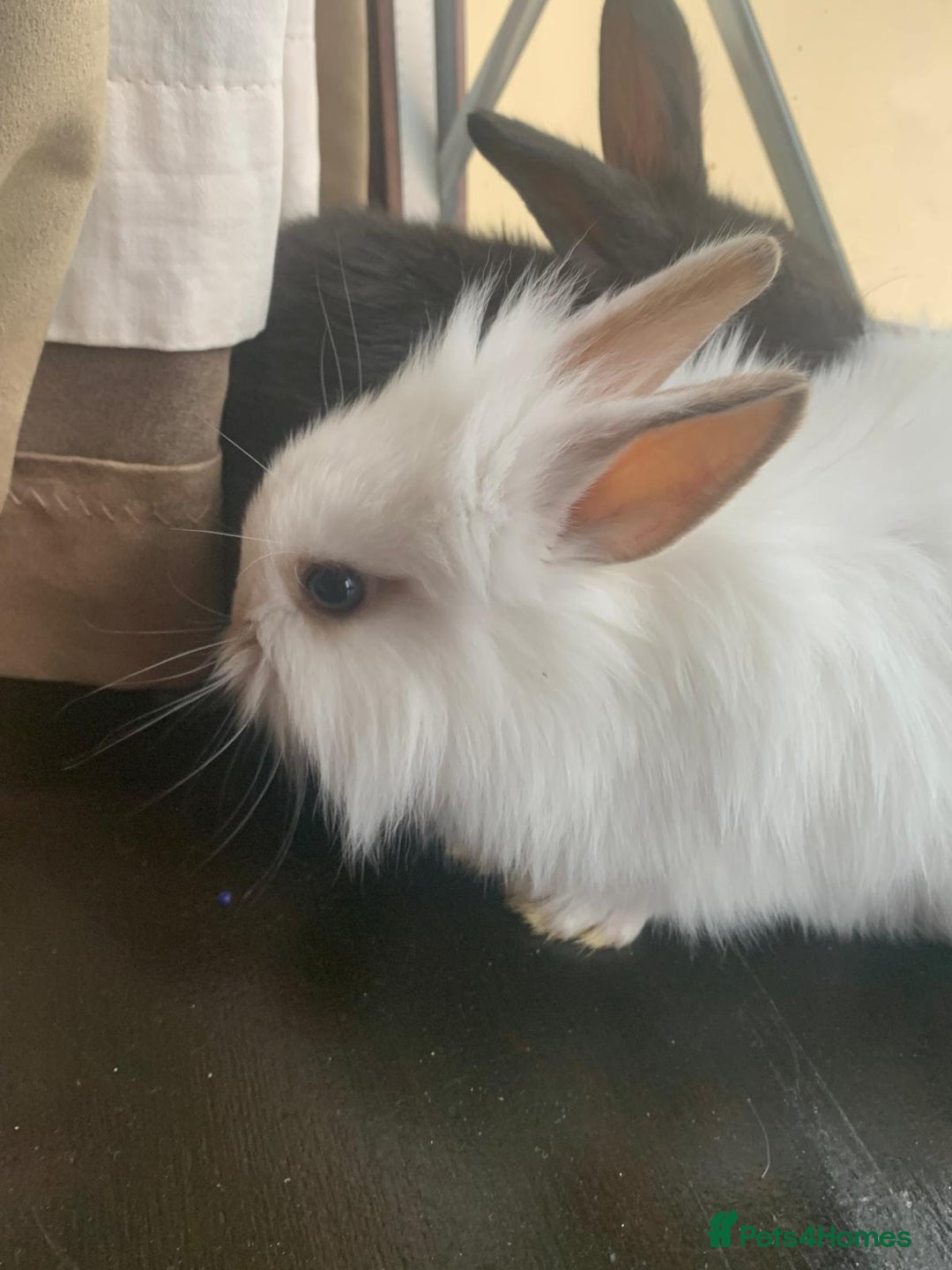 Dwarf Lop rabbits for sale: Dwraf Buinnes for Sale  - Advert 21