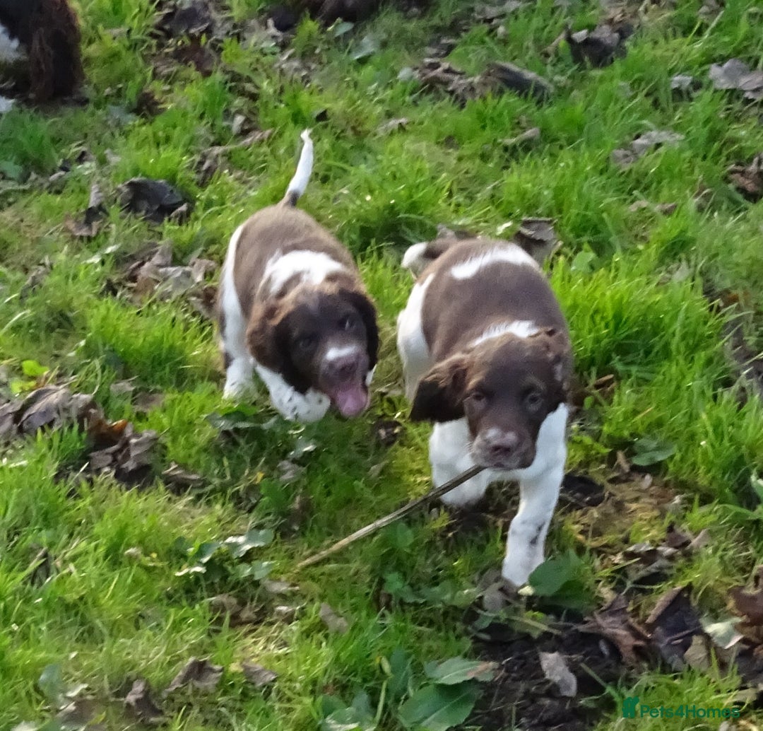 English Springer Spaniel dogs for sale: Gorgeous English Springer Spaniel Puppies  - Advert 5