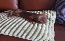 Dachshund dogs for sale: Beautiful pups born to our much loved girl Ruby  - Image 3