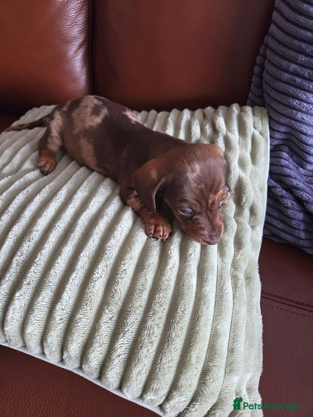 Dachshund dogs for sale: Beautiful pups born to our much loved girl Ruby  - Image 3