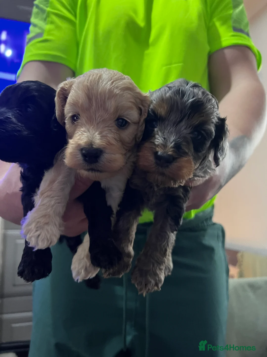 Cockapoo dogs for sale: FB1 cockapoo pups - Advert 5