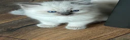Ragdoll cats for sale: Beautiful Ragdoll Kittens in Durham - Advert 5