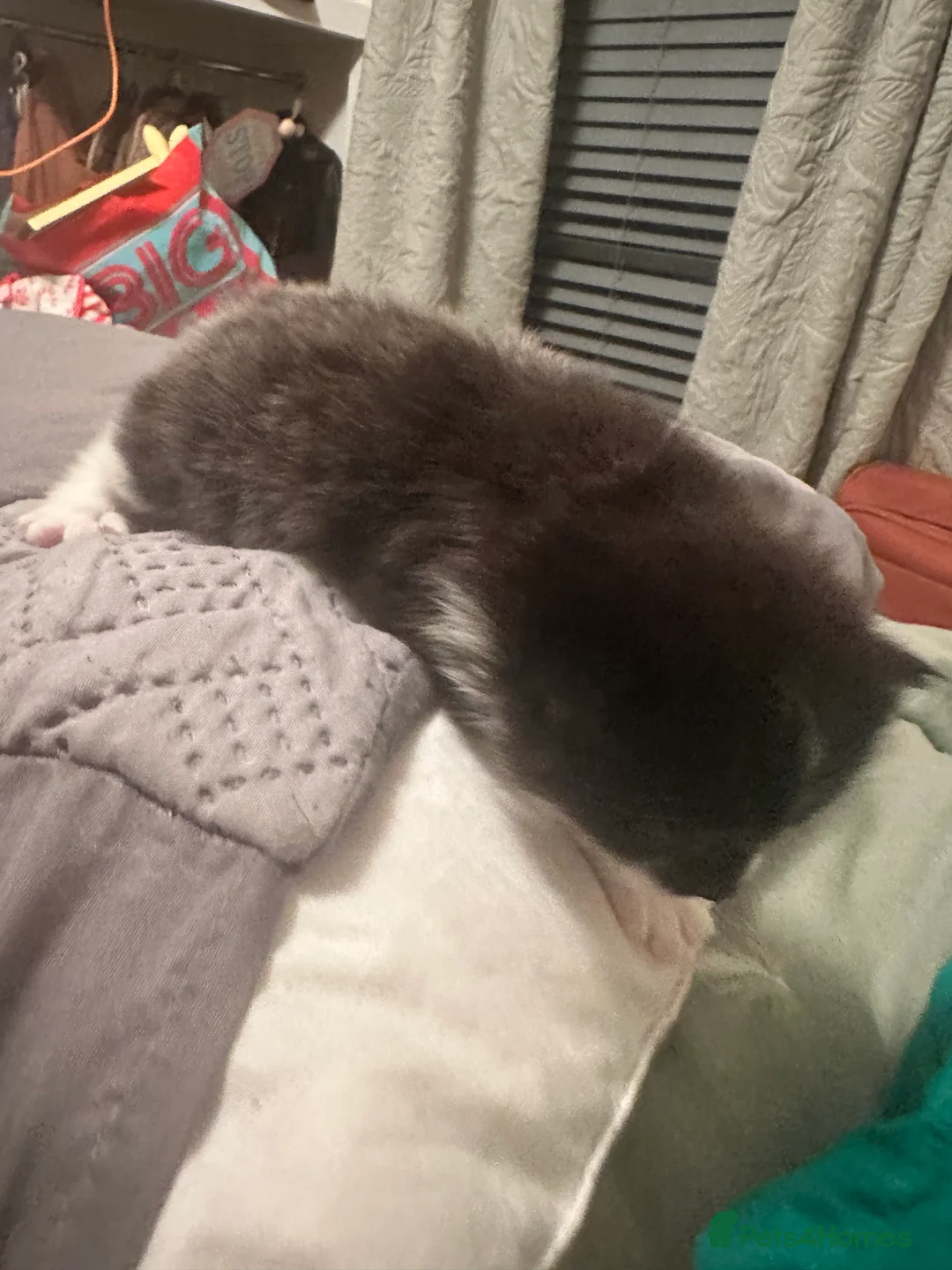 Mixed Breed cats for sale: Kittens for sale - Advert 8