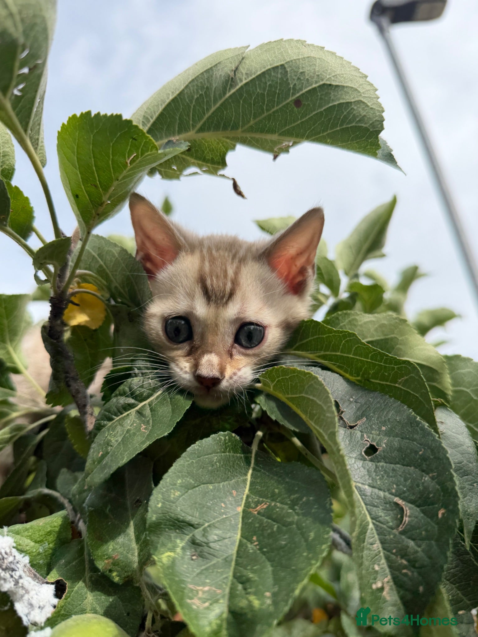 Bengal cats TICA Registered Snow Lynx Bengal Kitten, Active! - Advert 6