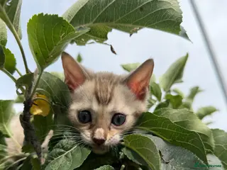 Bengal cats TICA Registered Snow Lynx Bengal Kitten, Active! - Advert 6