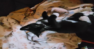 Domestic Shorthair cats - Advert 11