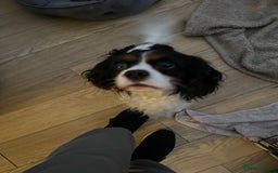 Cavalier King Charles Spaniel dogs for sale: Two boys looking for their new homes  - Image 6
