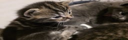 Mixed Breed cats for sale: Long haired tabby kittens.  - Advert 5