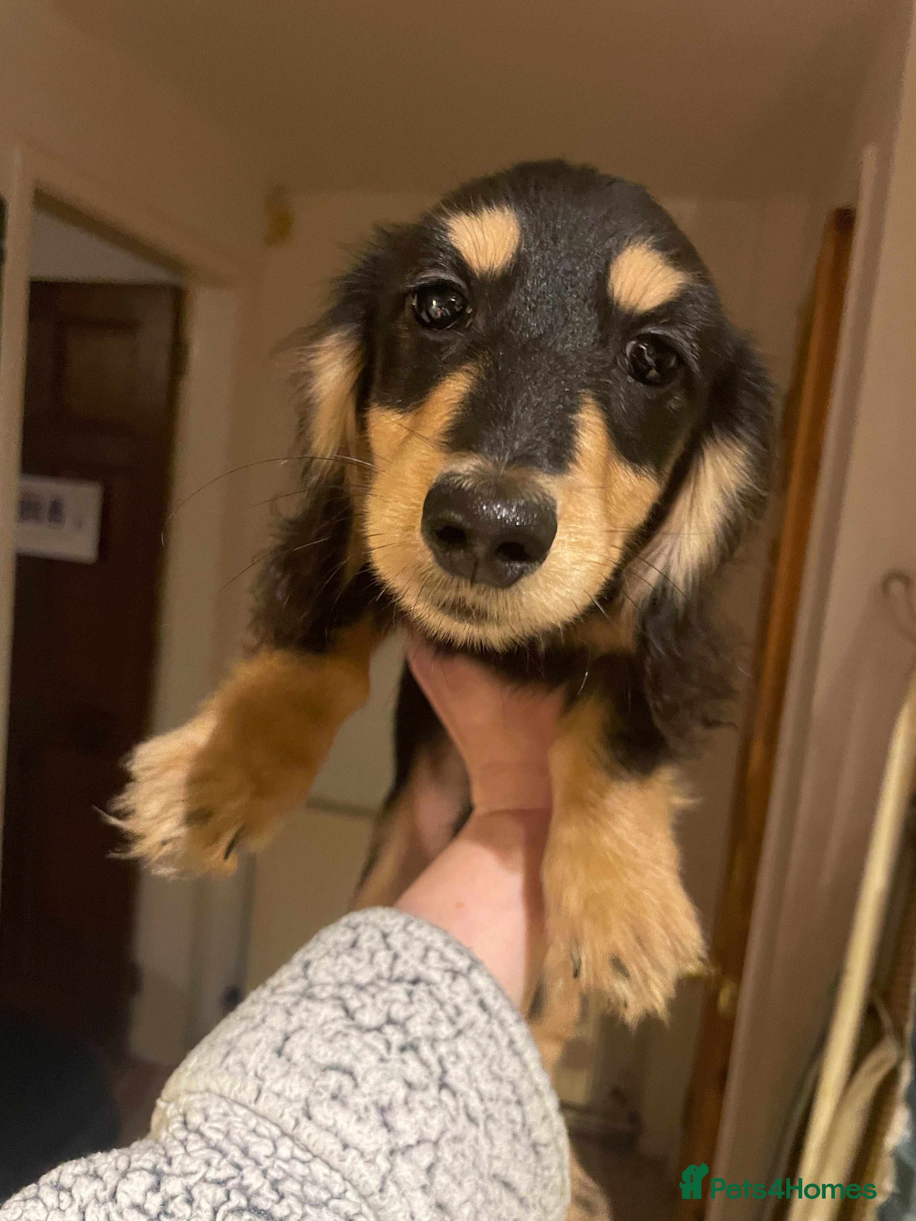 Miniature Dachshund dogs Kc Registered Long Haired Miniature Dachshunds - Advert 13