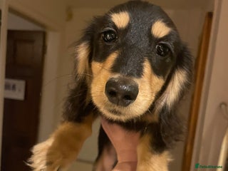 Miniature Dachshund dogs Kc Registered Long Haired Miniature Dachshunds - Advert 6