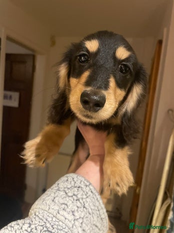 Miniature Dachshund dogs Kc Registered Long Haired Miniature Dachshunds - Advert 16