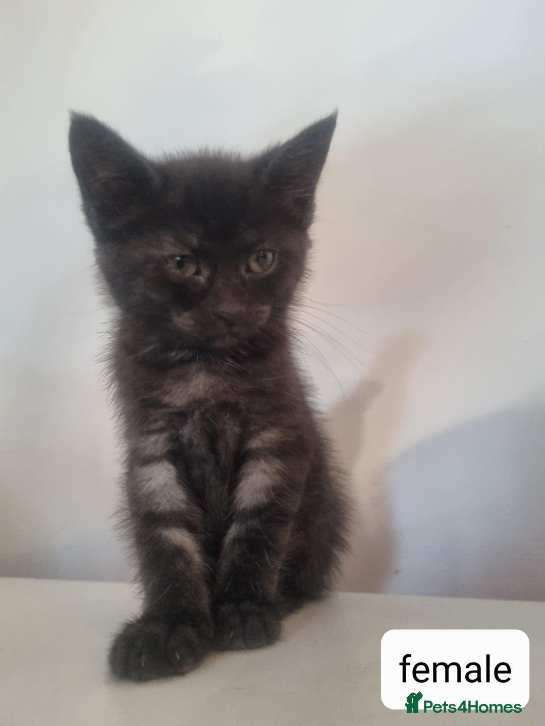 Maine Coon cats for sale: 4 adorable 😍 Mainecoon girls - Advert 25