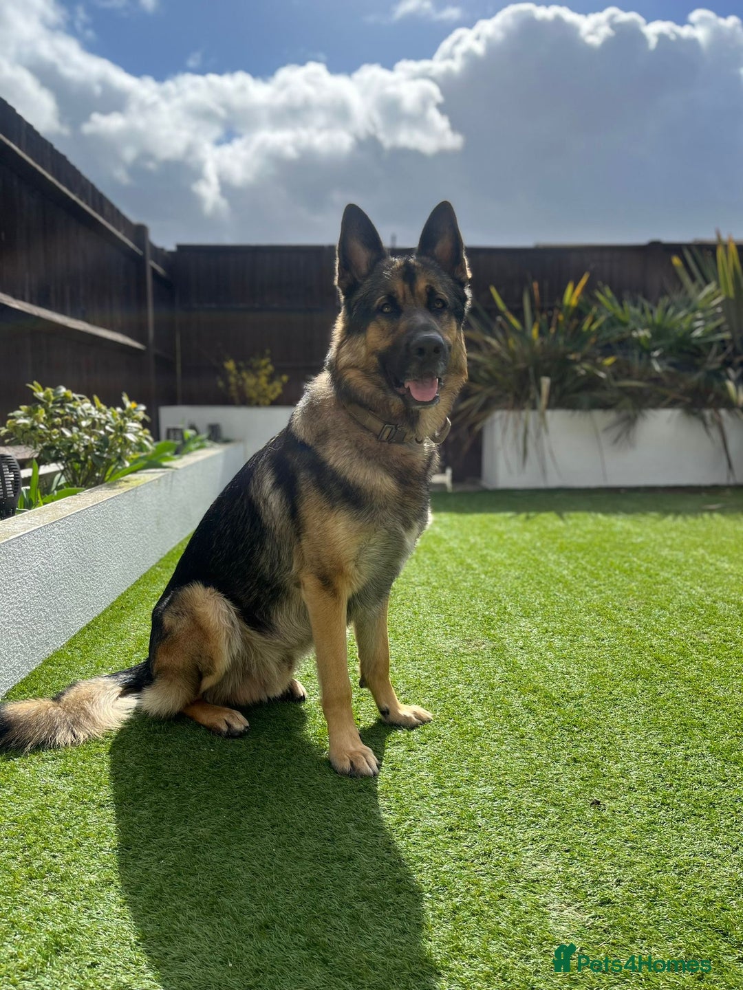 German Shepherd dogs for sale: Cody is looking for a loving home - Advert 7