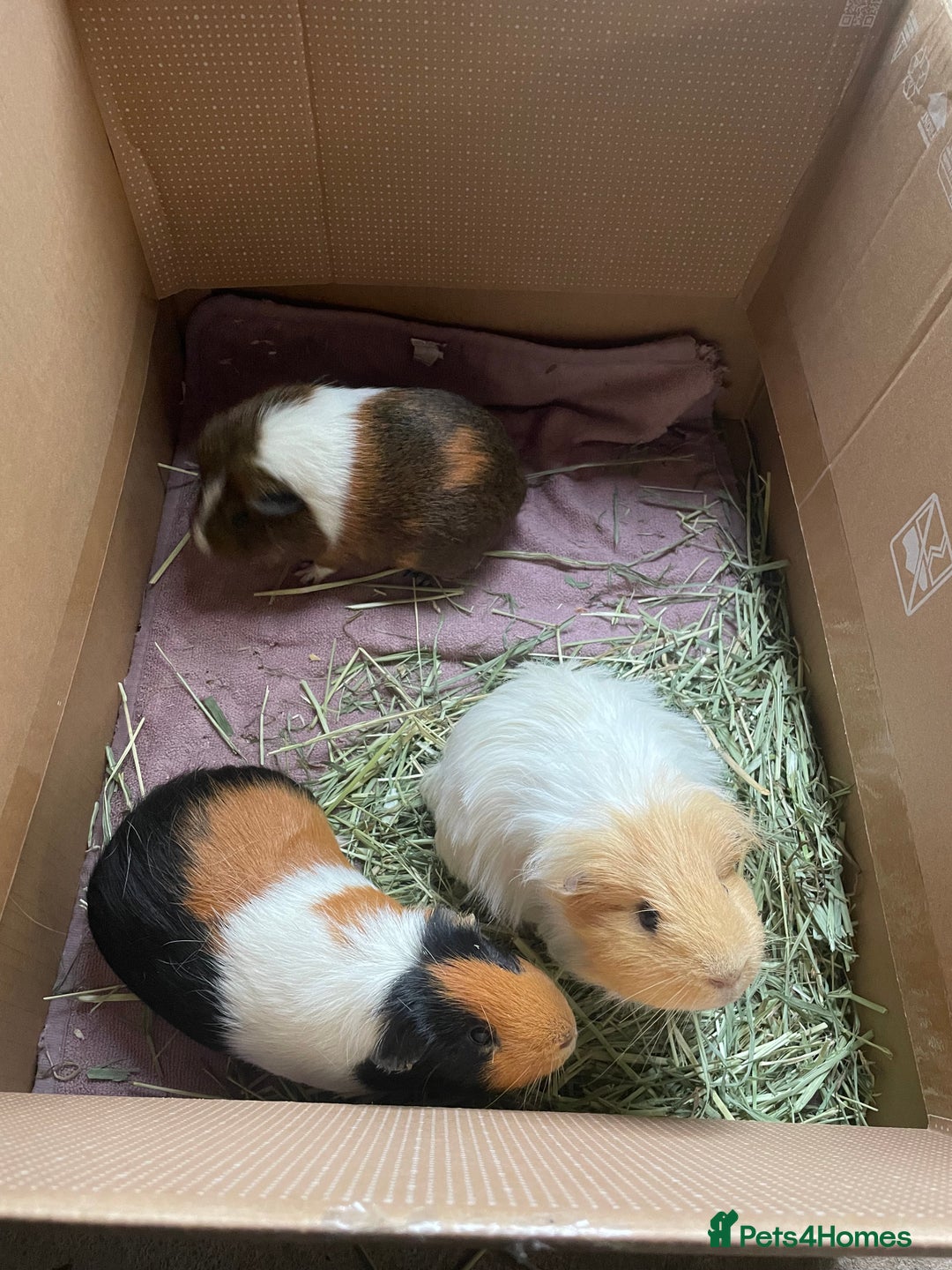 Guinea Pig rodents for sale: Guinea pig family - Advert 2