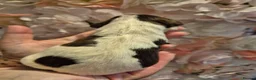 English Springer Spaniel dogs for sale: Beautiful English Springer spaniel pups - Advert 15