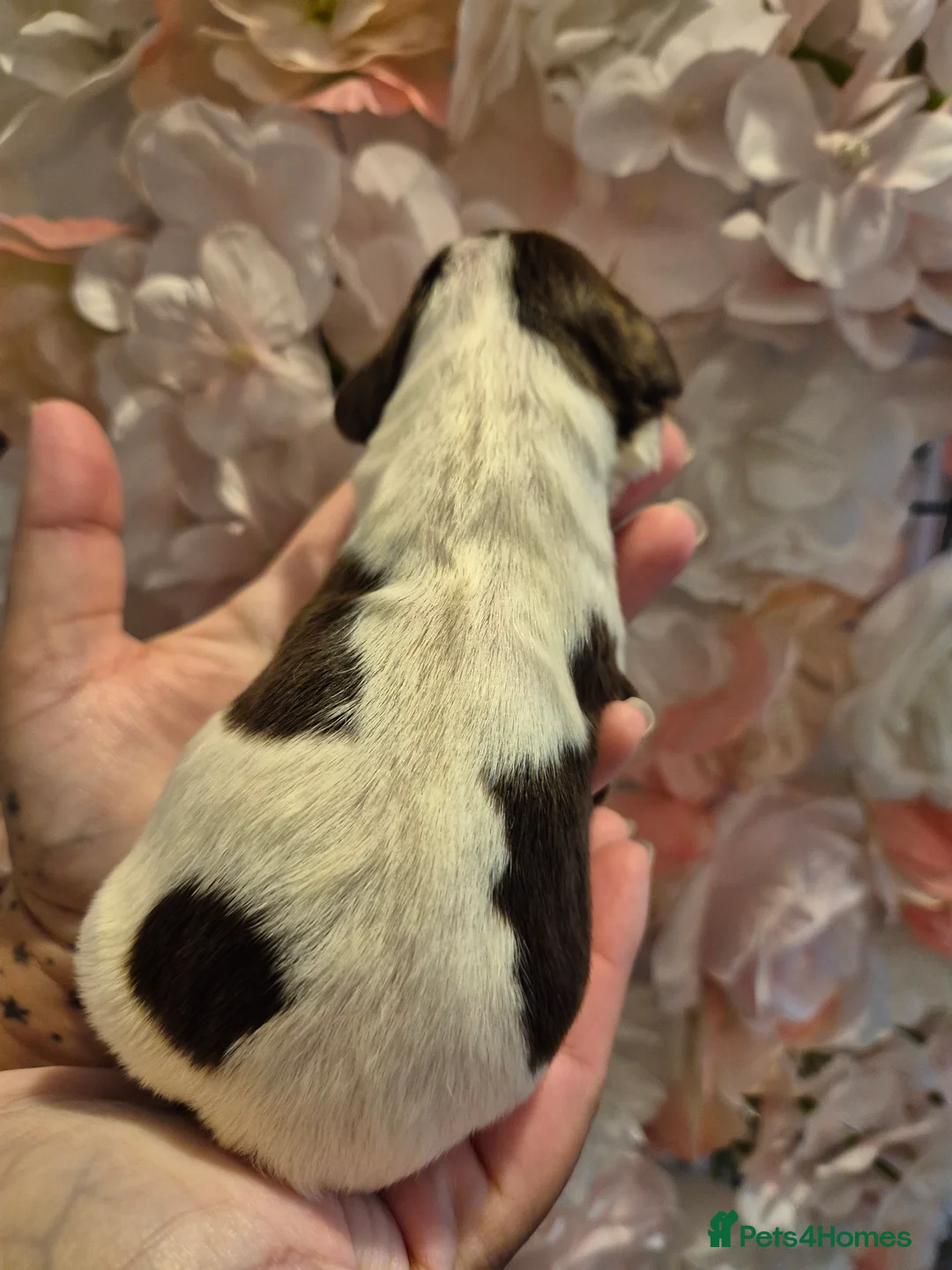 English Springer Spaniel dogs for sale: Beautiful English Springer spaniel pups - Advert 40