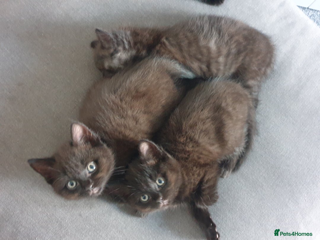 British Shorthair cats for sale: BSH Kittens  - Advert 5