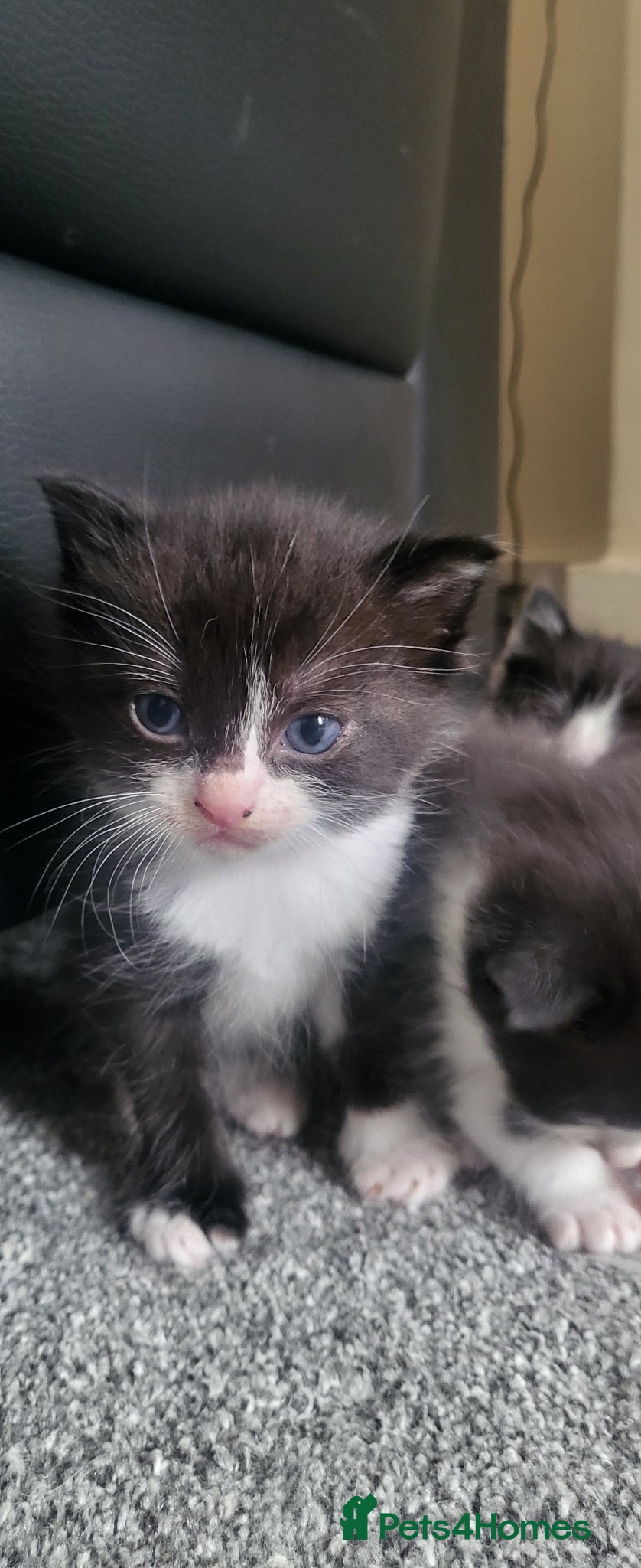 Mixed Breed cats Beautiful ragdoll mix kittens - Advert 3