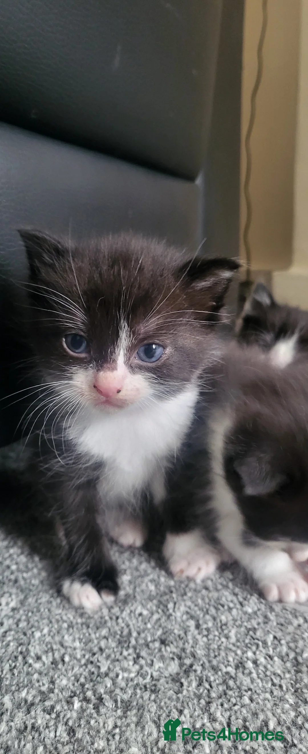 Mixed Breed cats for sale: Beautiful ragdoll mix kittens - Advert 1