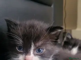 Mixed Breed cats Beautiful ragdoll mix kittens - Advert 3