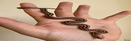 Corn Snake reptiles for sale:  Micro-Scaleless & het Microscale Corn Snake - Advert 4