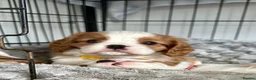 Cavalier King Charles Spaniel dogs for sale: Fully Health Tested Blenheim CKCS Puppies - Advert 6