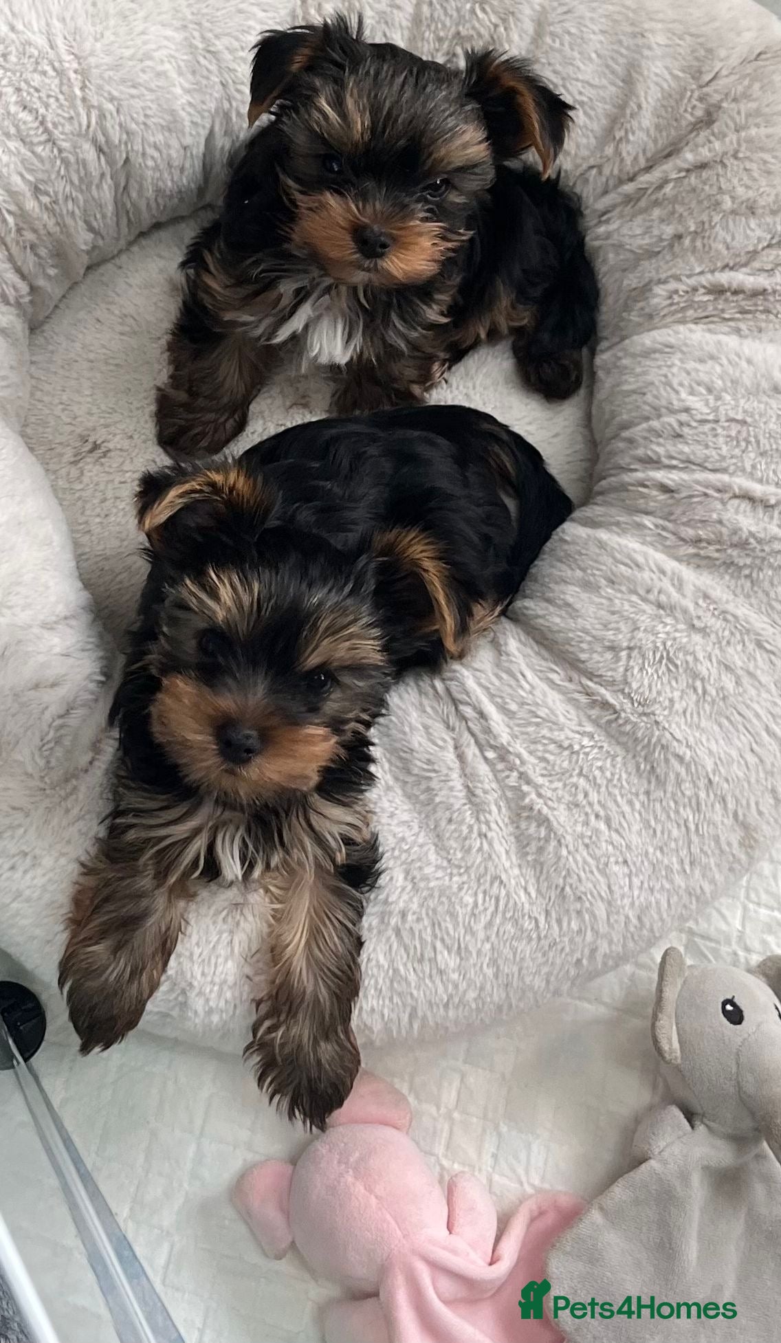 Yorkshire Terrier dogs Top Quaility Yorkshire Terrier Puppies KC Reg - Advert 2
