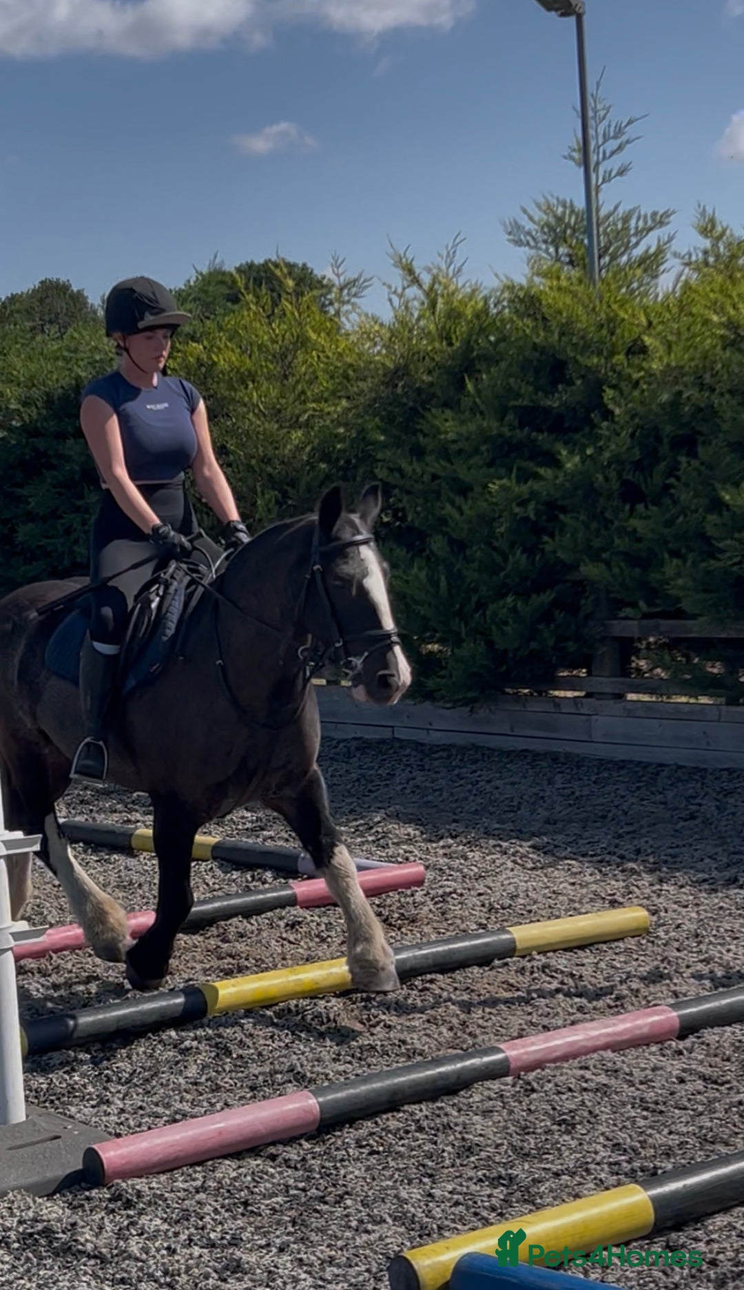 Irish Cob horses for sale: 13.1/13.2 Low Level All Rounder Cob Gelding  - Image 3