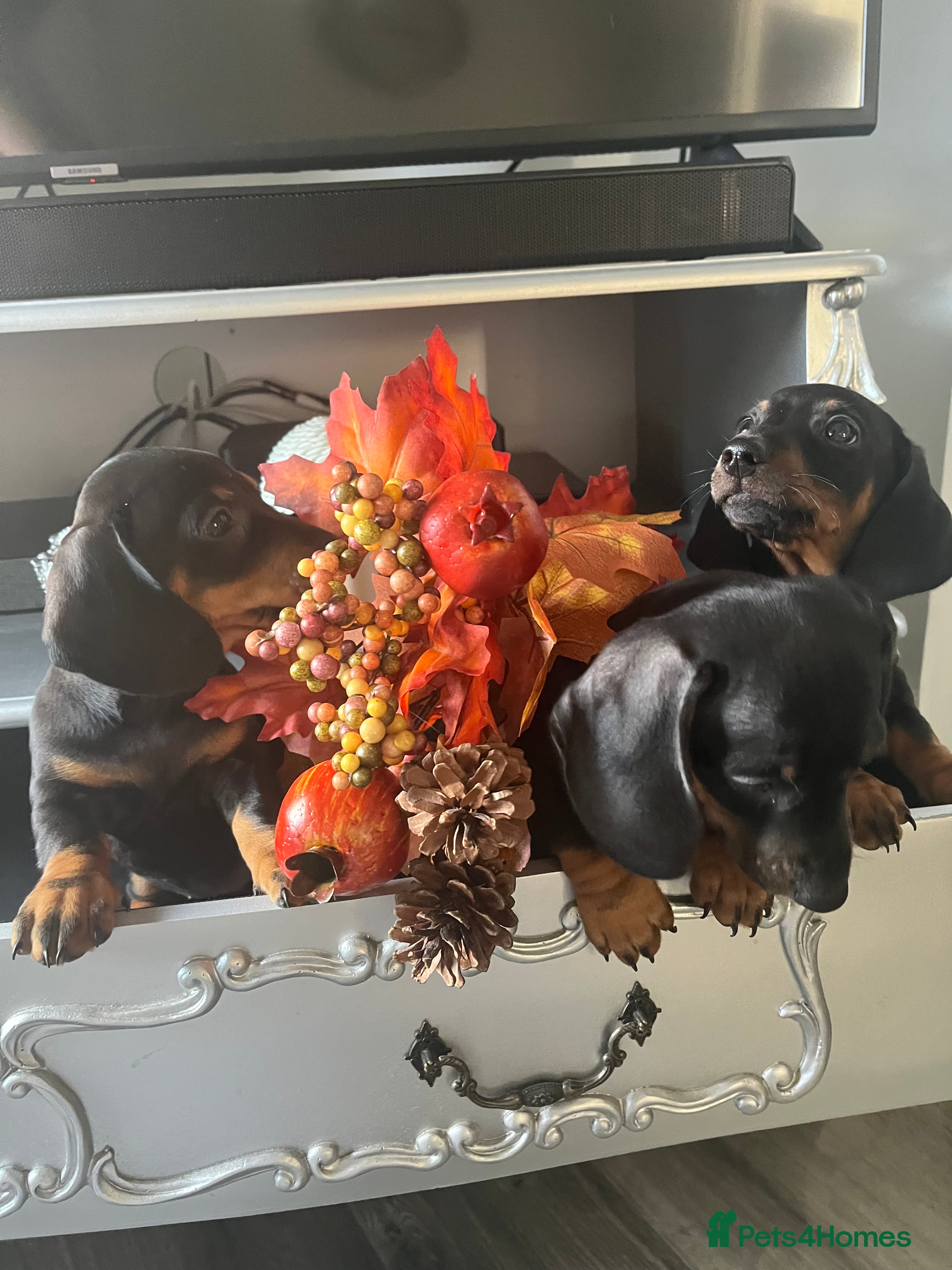 Dachshund dogs Dachshund pups - Advert 13