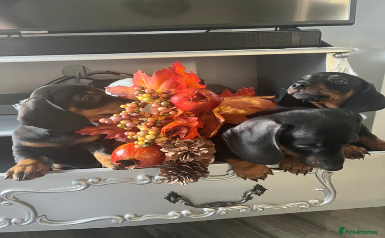 Dachshund dogs - Advert 16