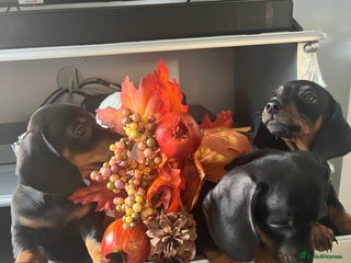 Dachshund dogs - Advert 2