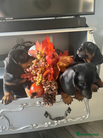 Dachshund dogs - Advert 16