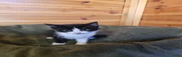 Mixed Breed cats for sale: 2 mixed breeds kittens for sale  - Advert 4