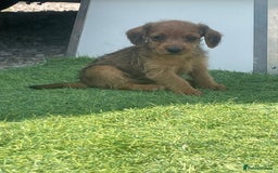 Doxiepoo dogs for sale: Doxiepoos - Image 16